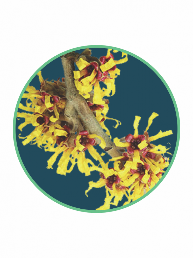 Ervas Naturais Hamamelis 20g