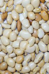 Feijão Fava Manteiga - 30 Kg - Saca