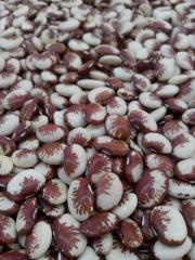 Feijão Fava Rajada Vermelha - 30Kg - Saca