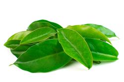 Chá Pranos (OraPro Nobís) - 5 Kg - Saco