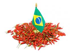 Temp. Pimenta Malagueta Pó- 10 Kg - Saca