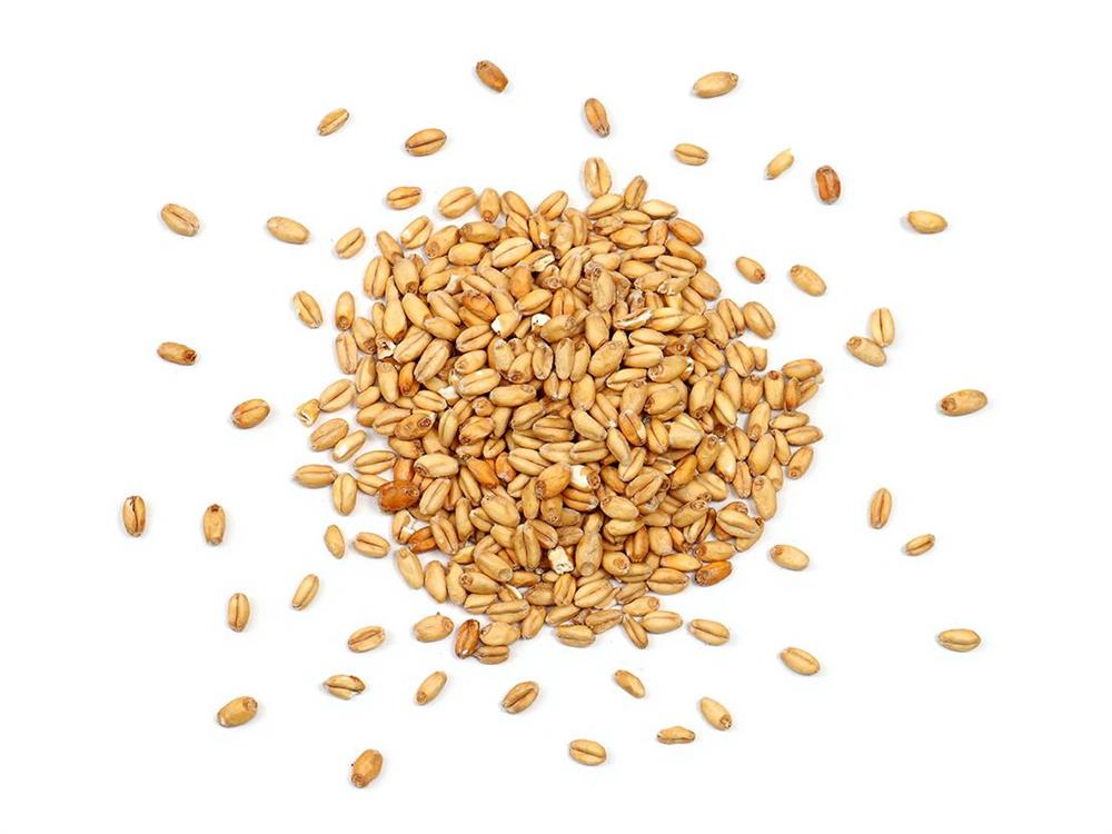 Trigo Grão - 5 Kg - Pacote