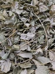Chá moringa em folha