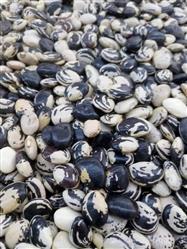 Fava preta a granel