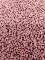 Semente de urucum