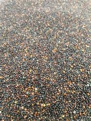 Quinoa em grãos preto