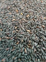 Arroz preto a granel