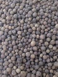Pimenta jamaica grão