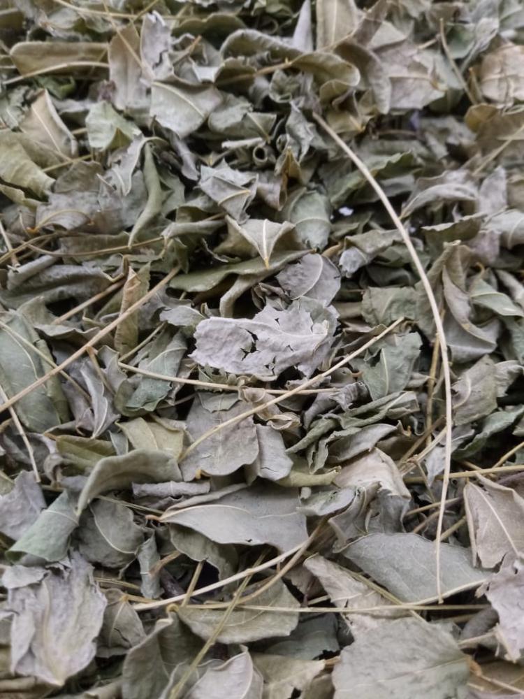 Chá moringa em folha