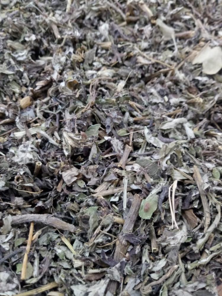 Chá artemisia