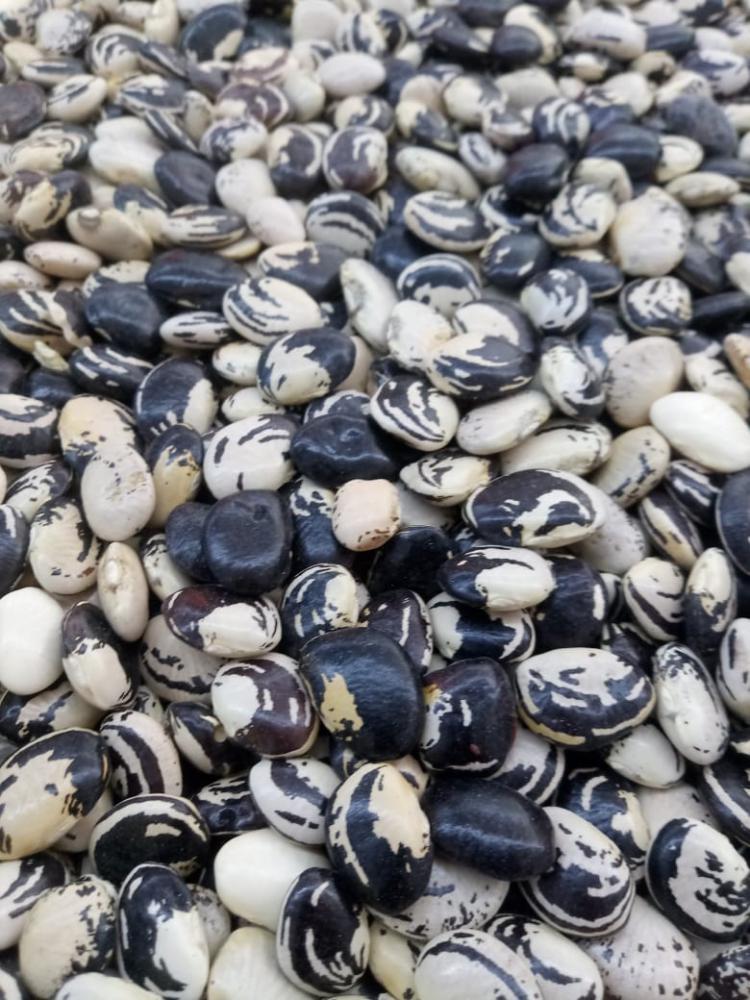 Fava preta a granel