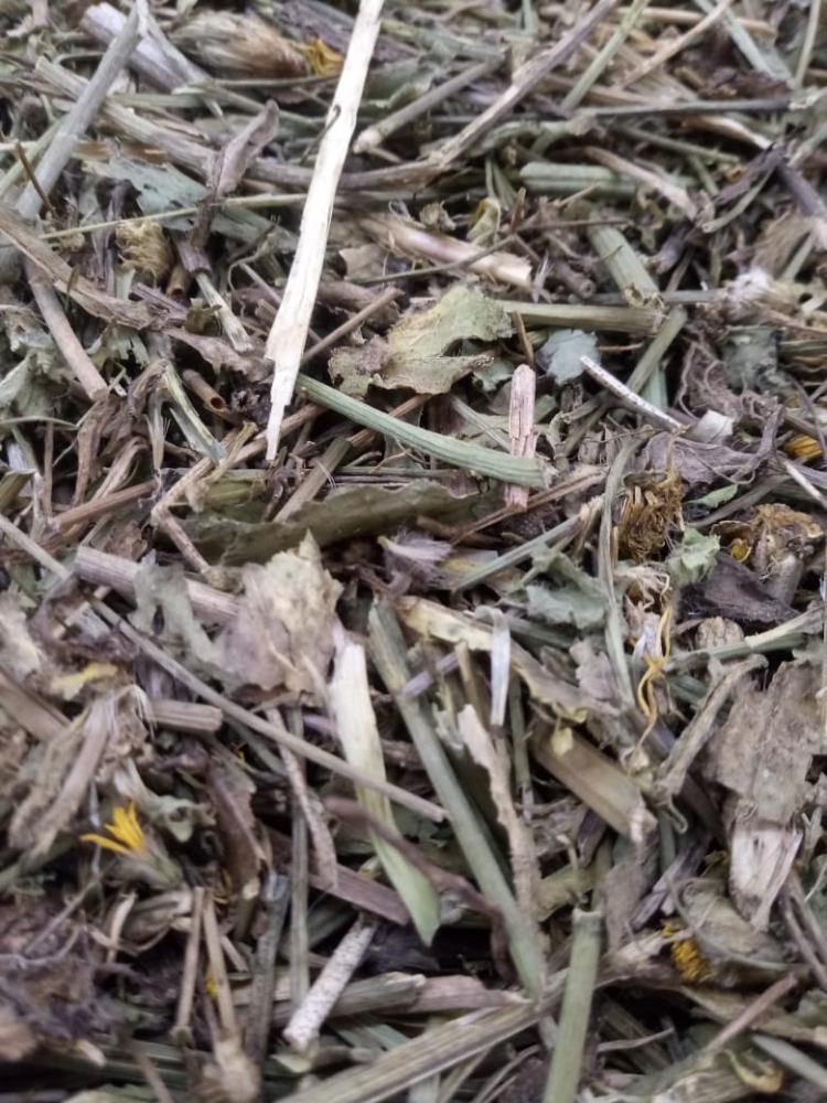 Chá dente de leão