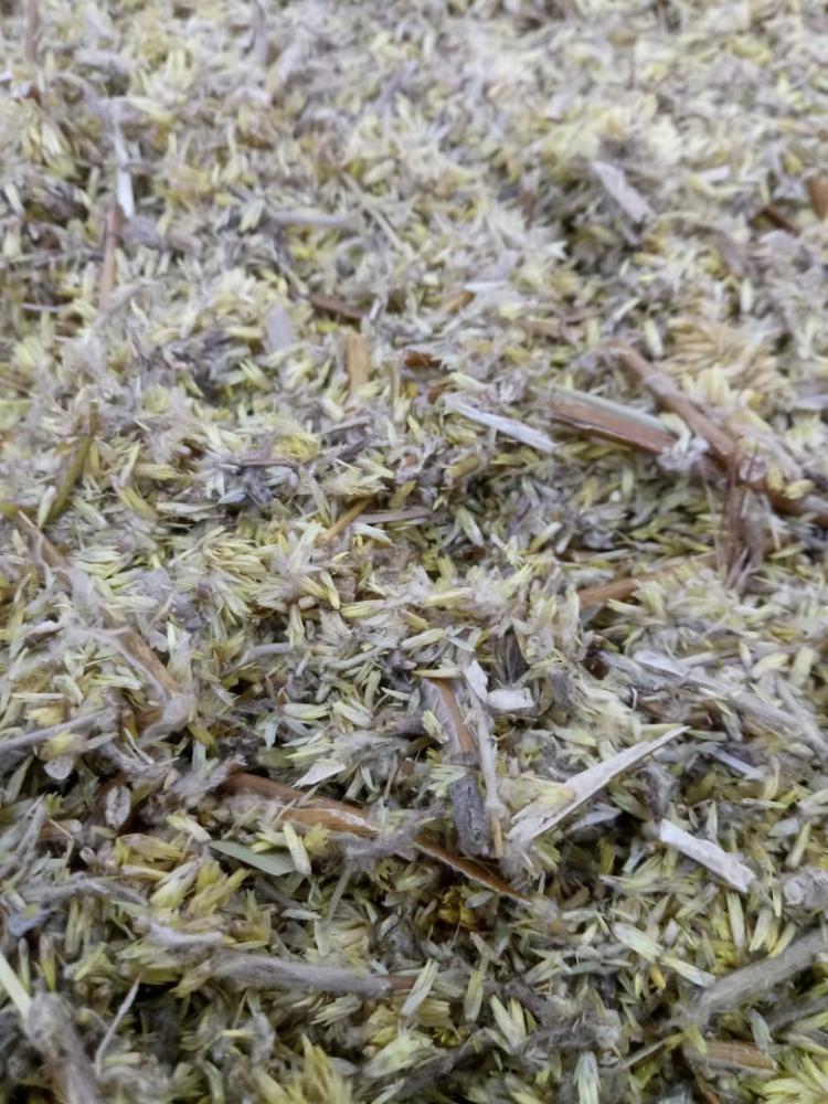 Chá macela flor