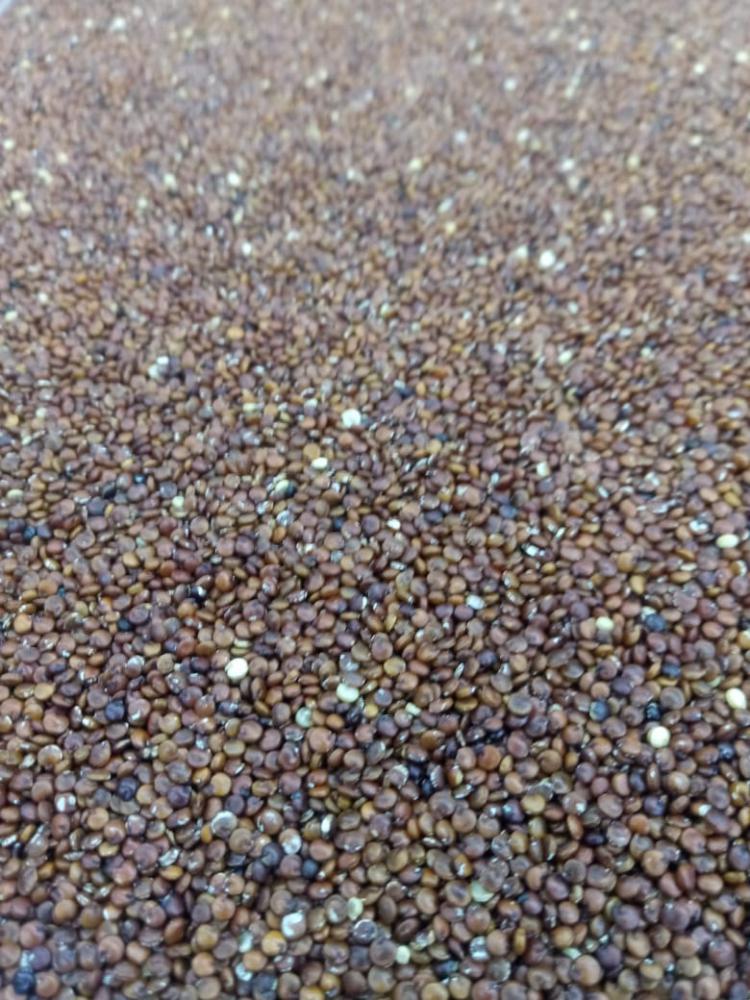 Quinoa em grãos vermelho a granel