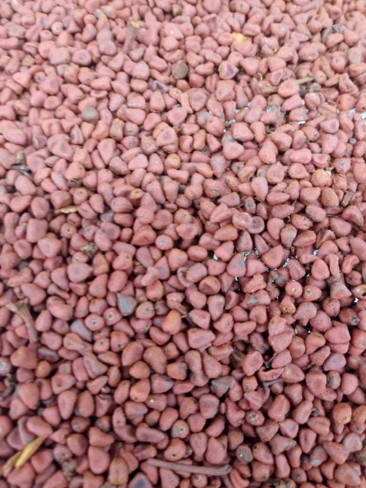 Semente de urucum