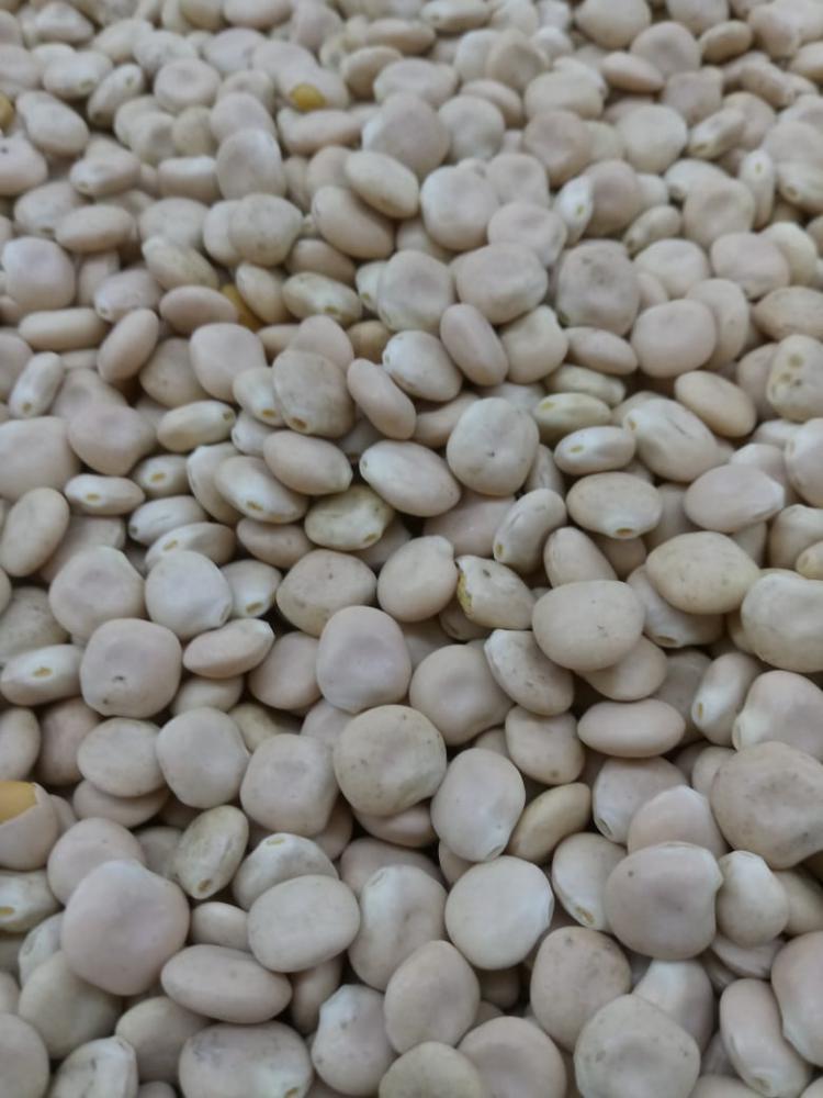 Tremoço a granel