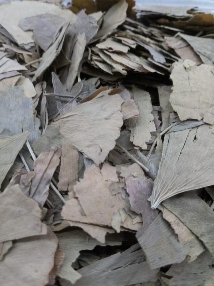 Chá ginkgo biloba