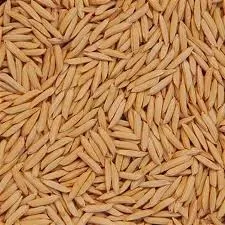 Arroz com casca