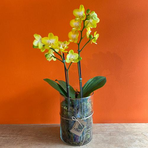 Mini orquídea amarela no vaso de vidro :