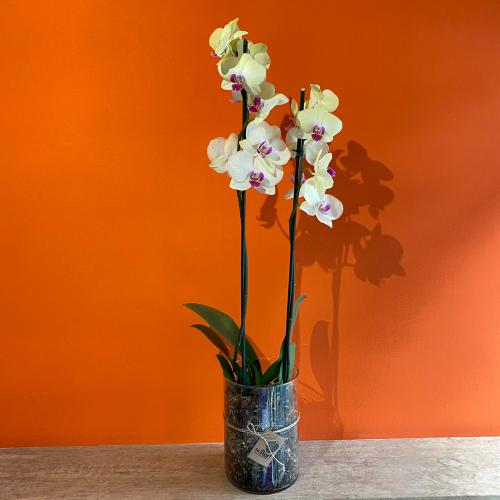 Orquídea Phale amarela no vaso de vidro : Plantados e Orquídeas : Oi Flor
