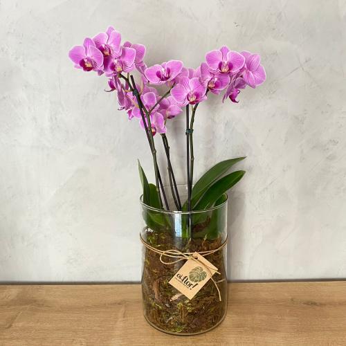 Mini orquídea rosa no vaso de vidro : Plantados e Orquídeas : Oi Flor