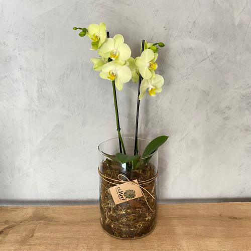 Mini orquídea verde no vaso de vidro : Plantados e Orquídeas : Oi Flor