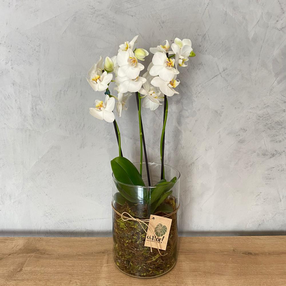 Mini orquídea branca no vaso de vidro : Todos : Oi Flor