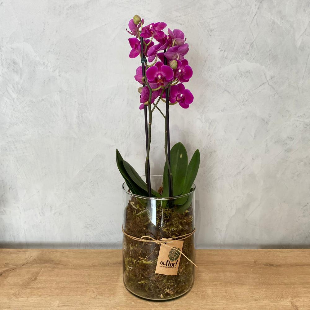Mini orquídea pink no vaso de vidro : Plantados e Orquídeas : Oi Flor