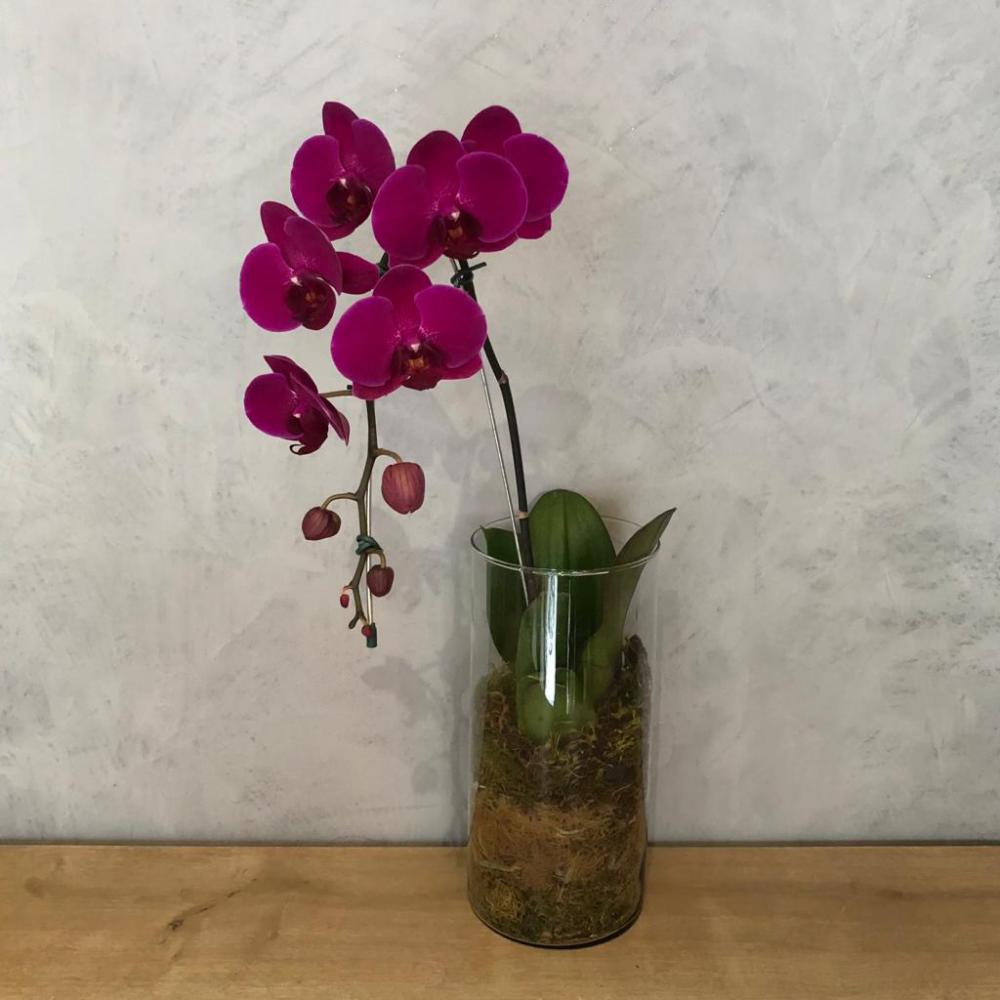 Orquídea Phale Rosa no vaso de vidro : Todos : Oi Flor
