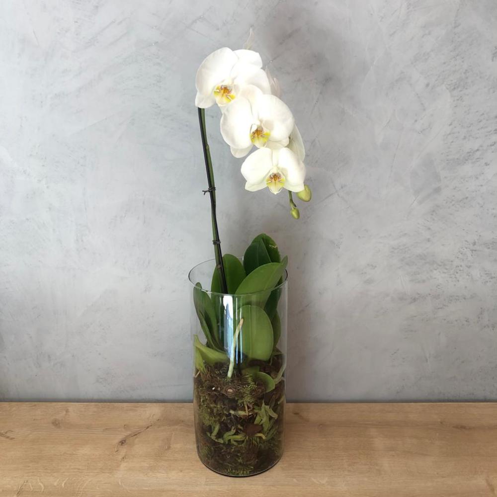 Orquídea Phale branca no vaso de vidro : Plantados e Orquídeas : Oi Flor
