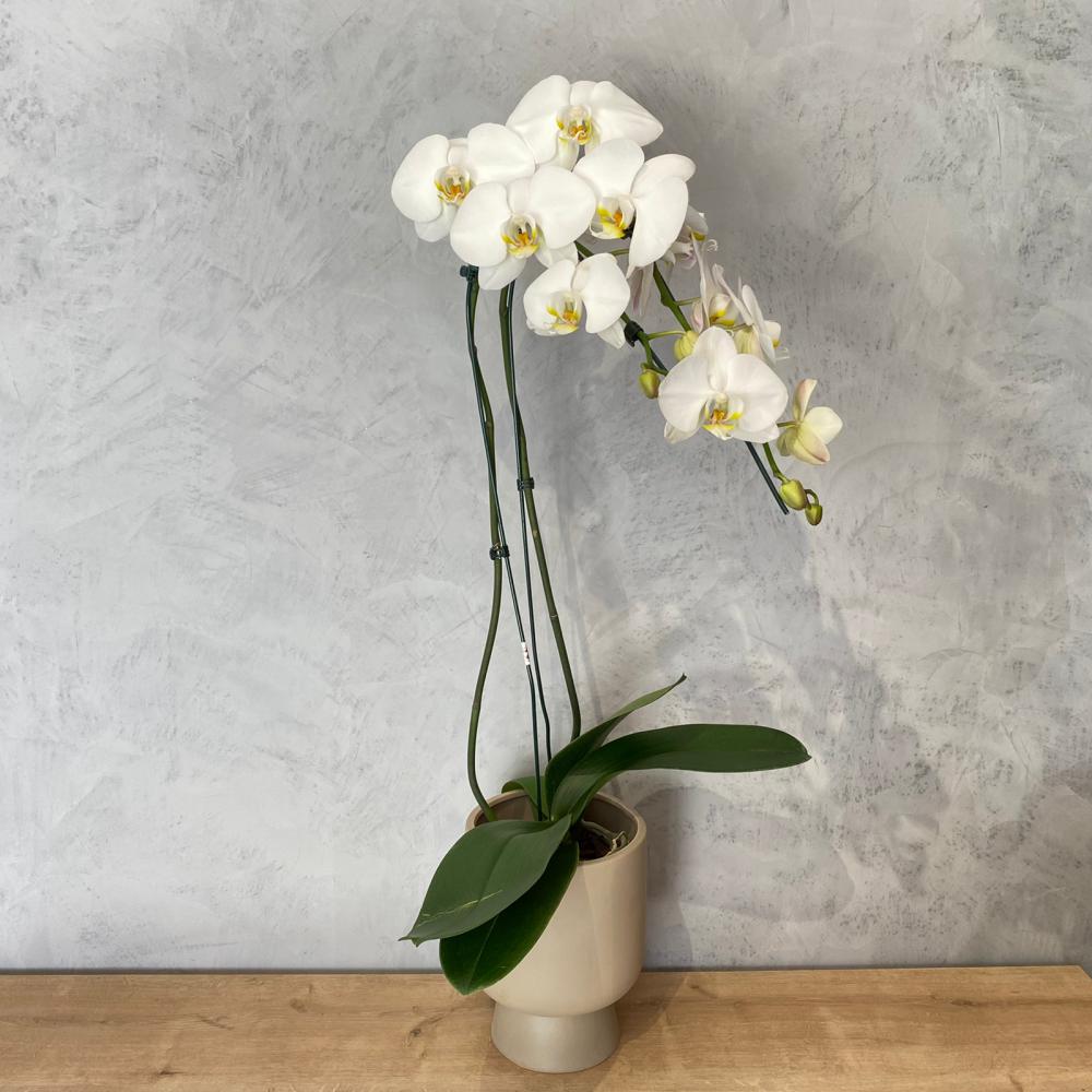 Orquídea Phale branca no vaso de cerâmica : Plantados e Orquídeas : Oi Flor