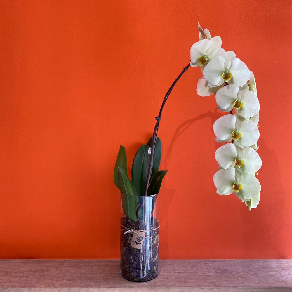 Orquídea Phale esverdeada no vaso de vidro : Plantados e Orquídeas : Oi Flor