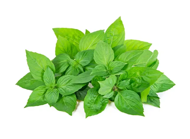 Manjericão Organico 80g refrig.