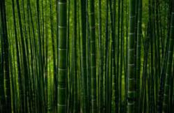 Essência Bambu Natural - 500 g