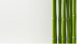 Essência Broto de Bamboo - 1 kg