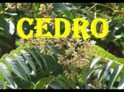 Essência Cedro Plus - 1 kg