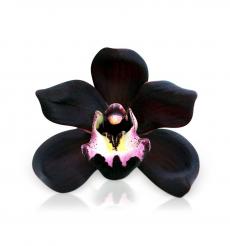 Essência Orquídea Negra - 100 g