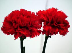 Essência Flower Kenzo - 800 g