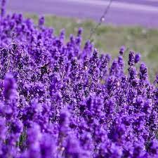 Essência Lavanda Inglesa -500 g