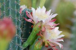 Essência Flor de Cactus - 500 g