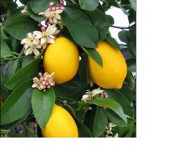 Essência Sicilian Lemon & Flower - 100 g