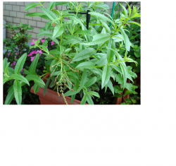 Essência Verbena  LCT - 500 g