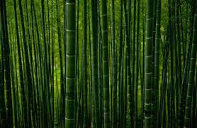 Essência Bambu Natural - 1 kg