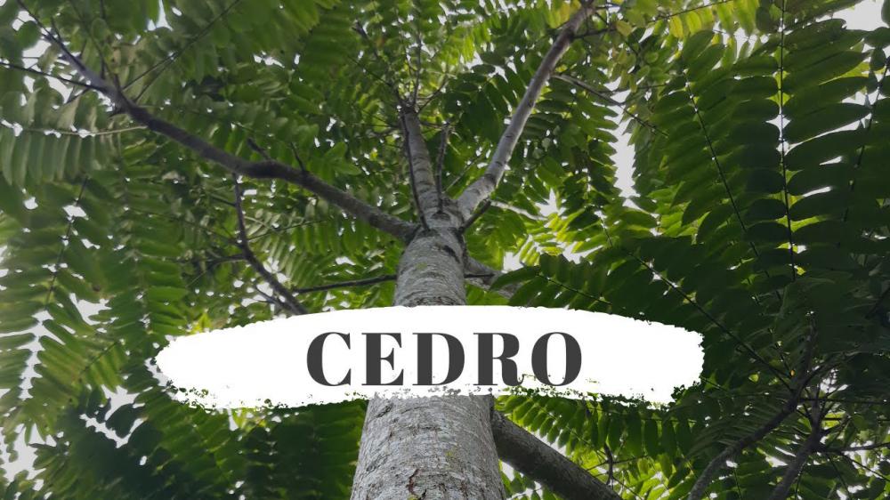Essência Cedro Suave - 1 kg