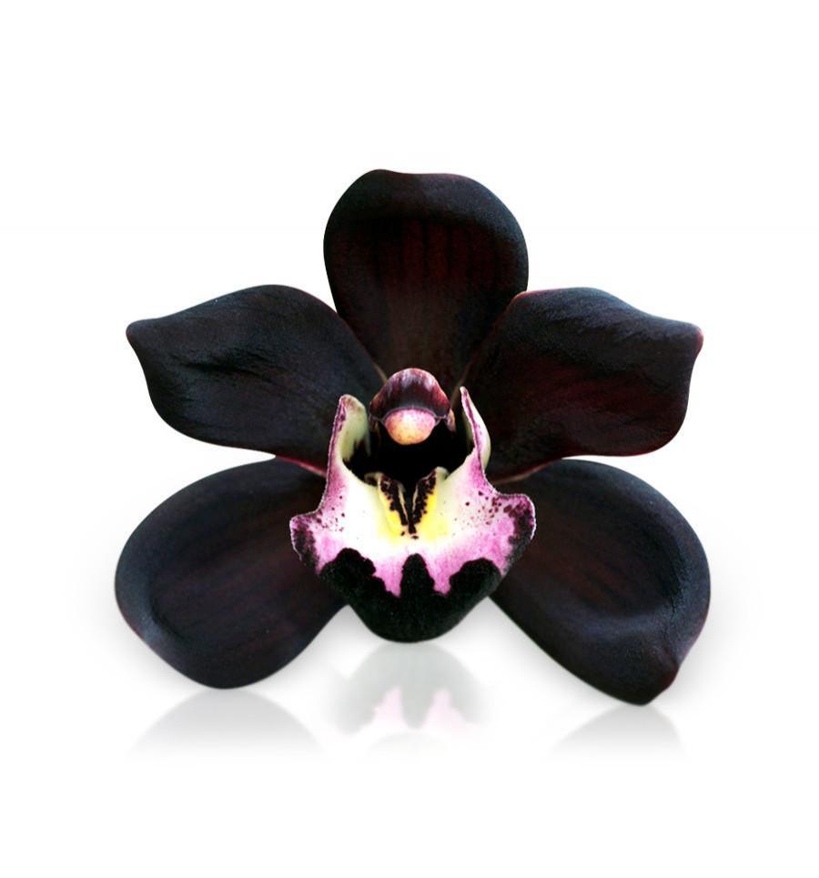 Essência Orquídea Negra - Ambar - 1 kg