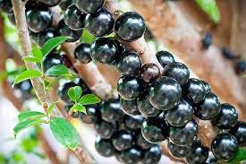 Essência Jabuticaba - 100 g