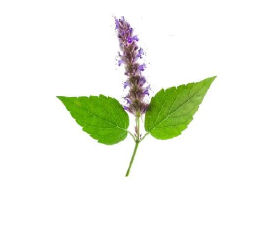 Essência Patchouli - 1 kg