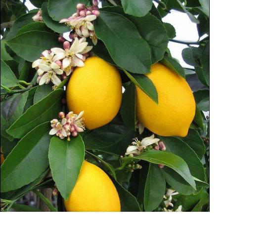 Essência Sicilian Lemon & Flower - 1 kg